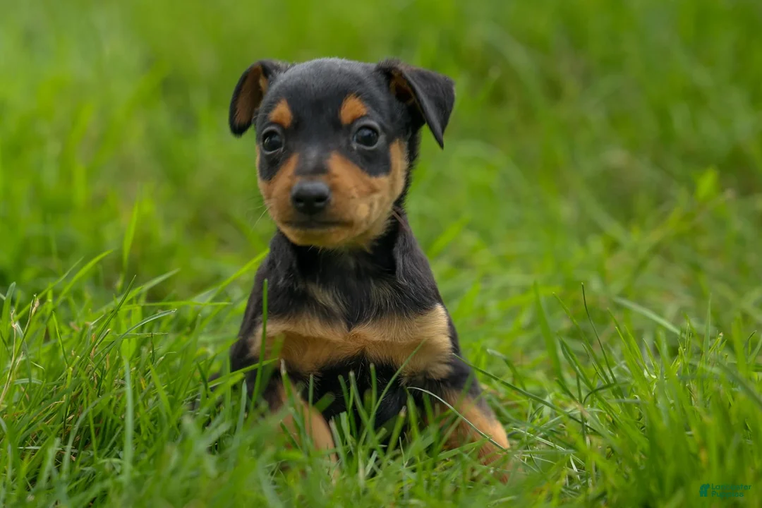 Miniature Pinscher dogs for sale: ALEX - Ad 1