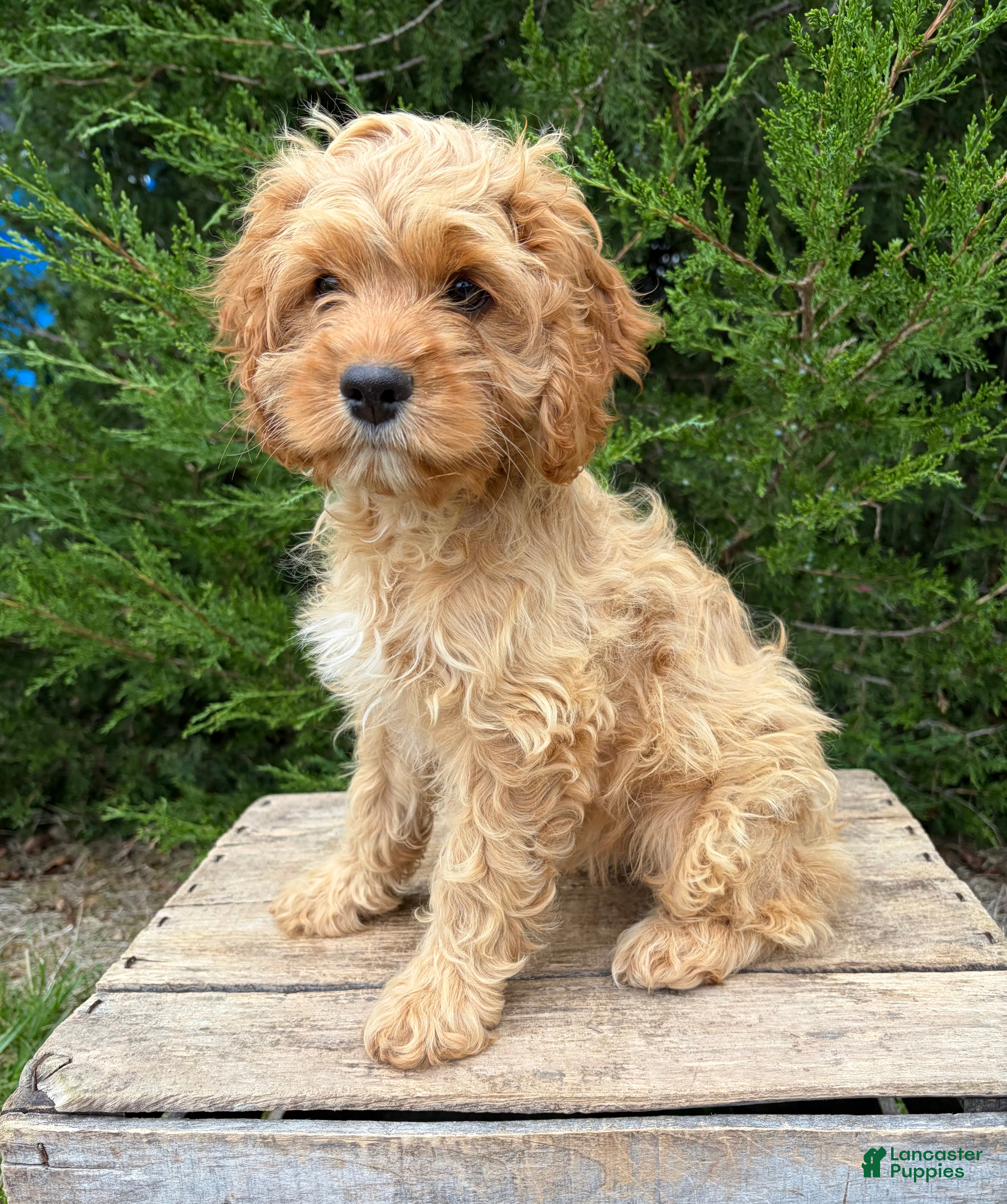 Cockapoo dogs Brielle - Ad 2