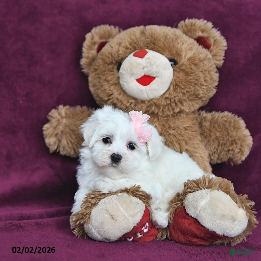 Maltese dogs Valentina - Ad 2