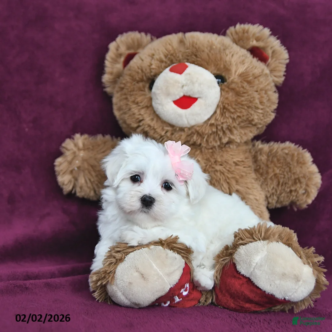 Maltese dogs for sale: Valentina - Ad 2