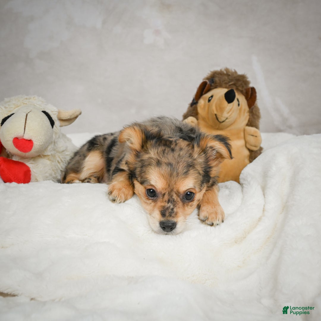 Chihuahua dogs for sale: Jake - Ad 10