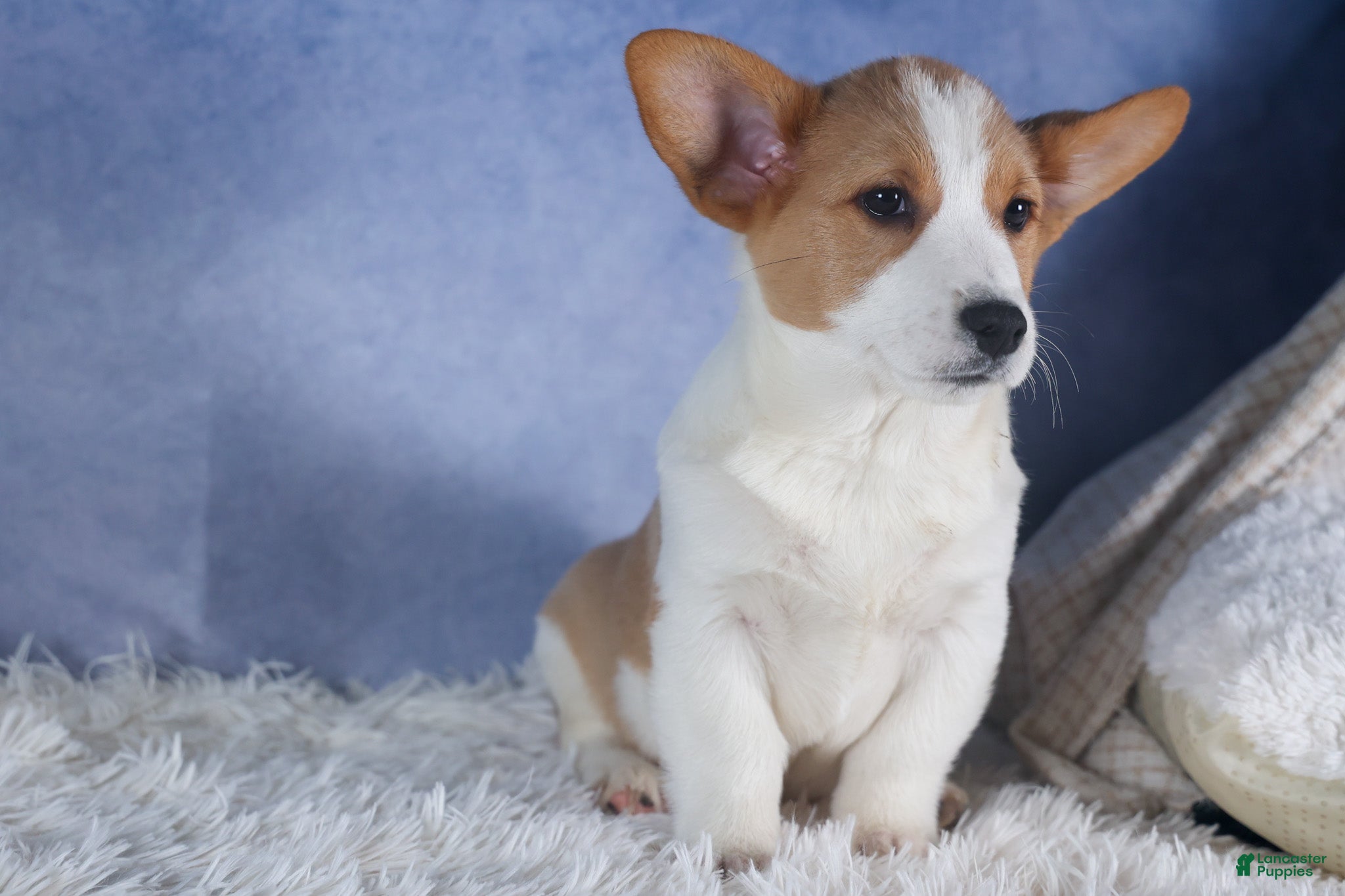 Welsh Corgi Pembroke dogs Morris - Ad 2