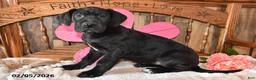 Great Dane dogs for sale: Primrose - Ad 3