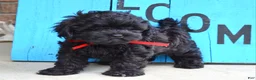 Shihpoo dogs for sale: Scottie - Ad 4