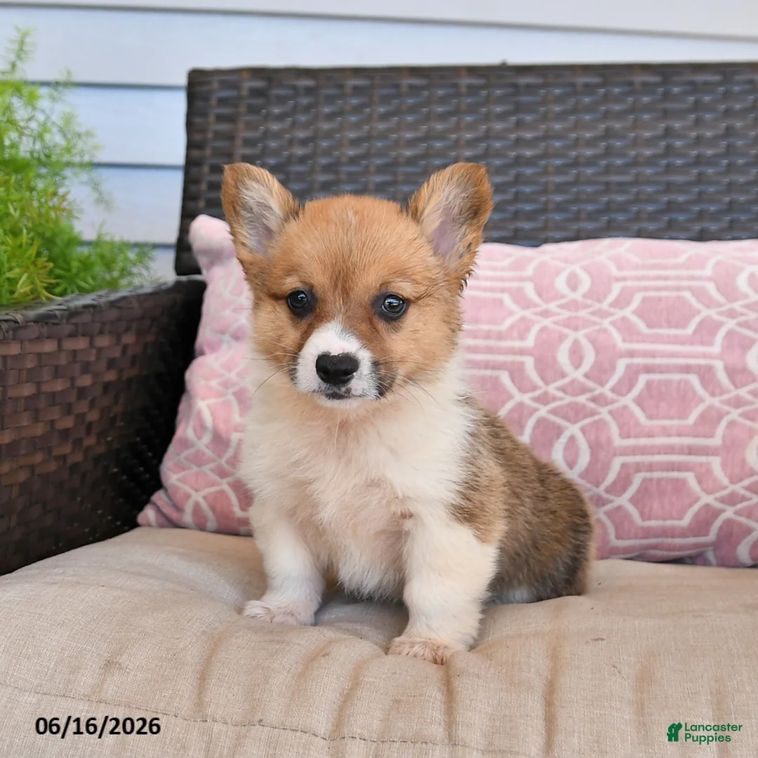 Welsh Corgi Pembroke dogs for sale: Mocha - Ad 2