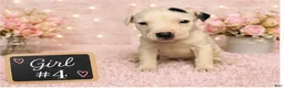 American Pit Bull Terrier dogs for sale: American Pit Bull Terrier 4 - Ad 2