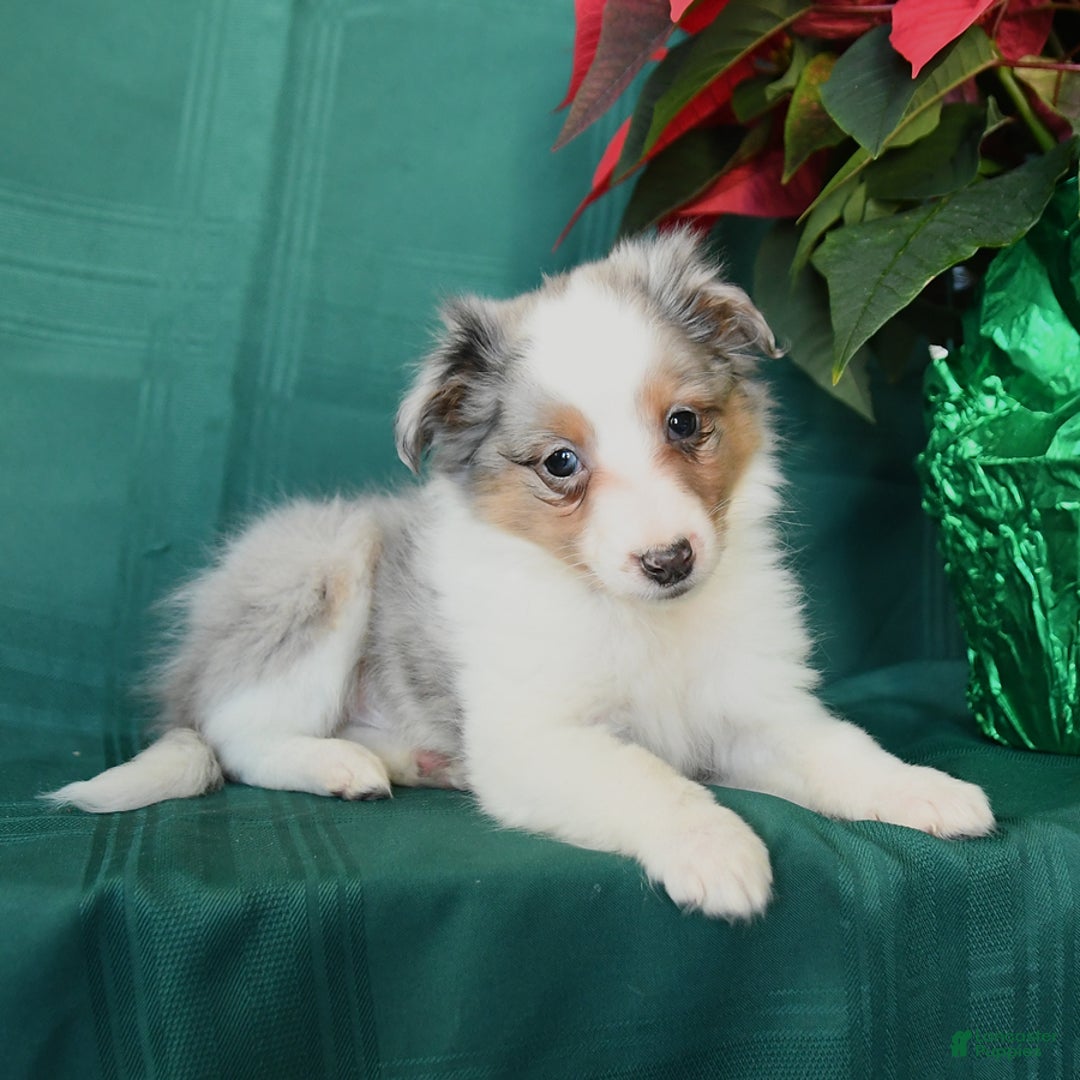 Shetland Sheepdog dogs for sale: Kayden - Ad 4