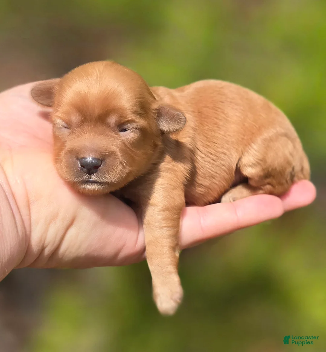 Maltipoo dogs for sale: Magic - Ad 1