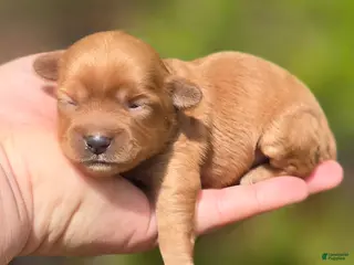 Maltipoo dogs Magic - Ad 38