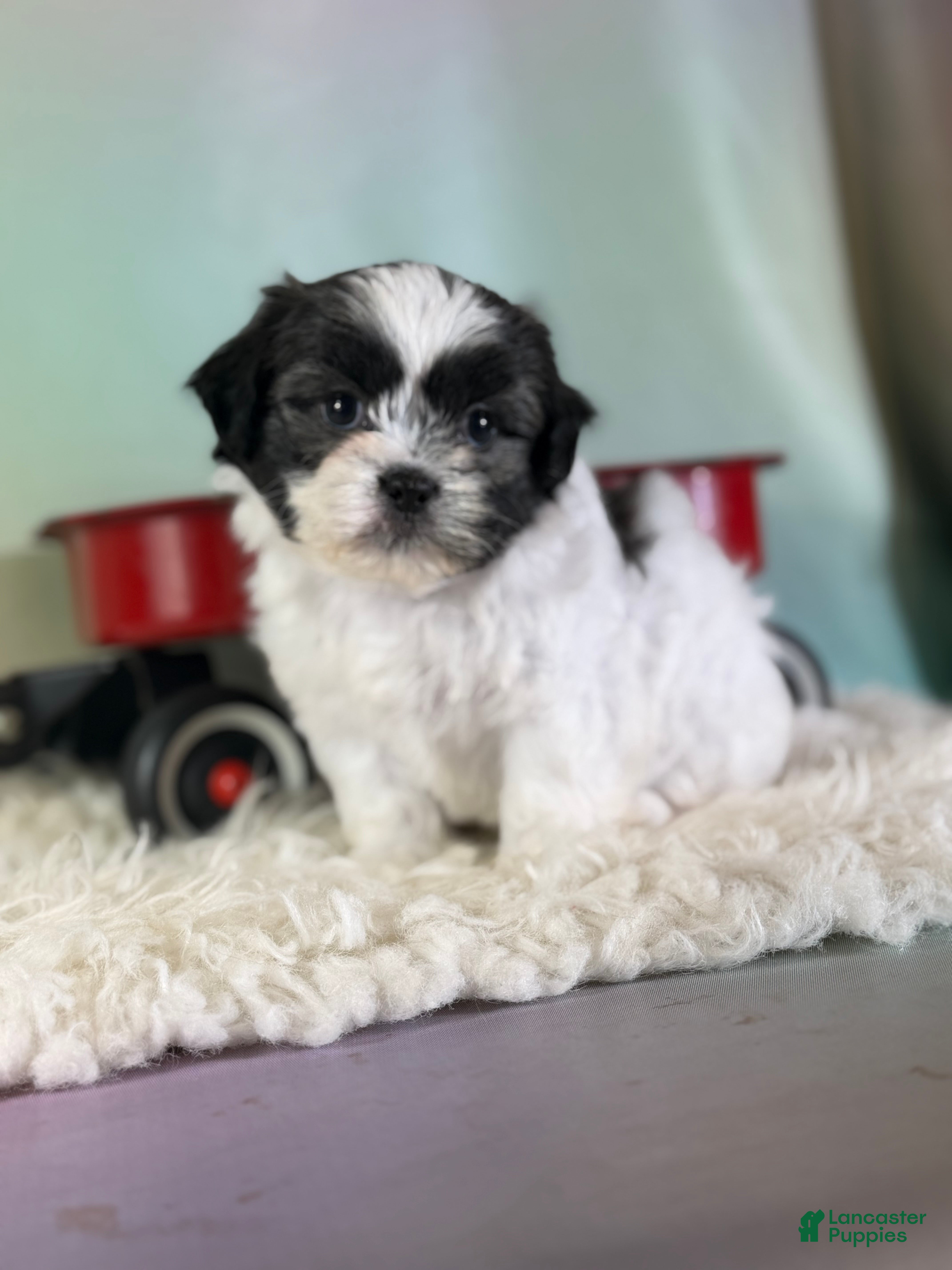 Teddy Bear dogs Flower - Ad 2