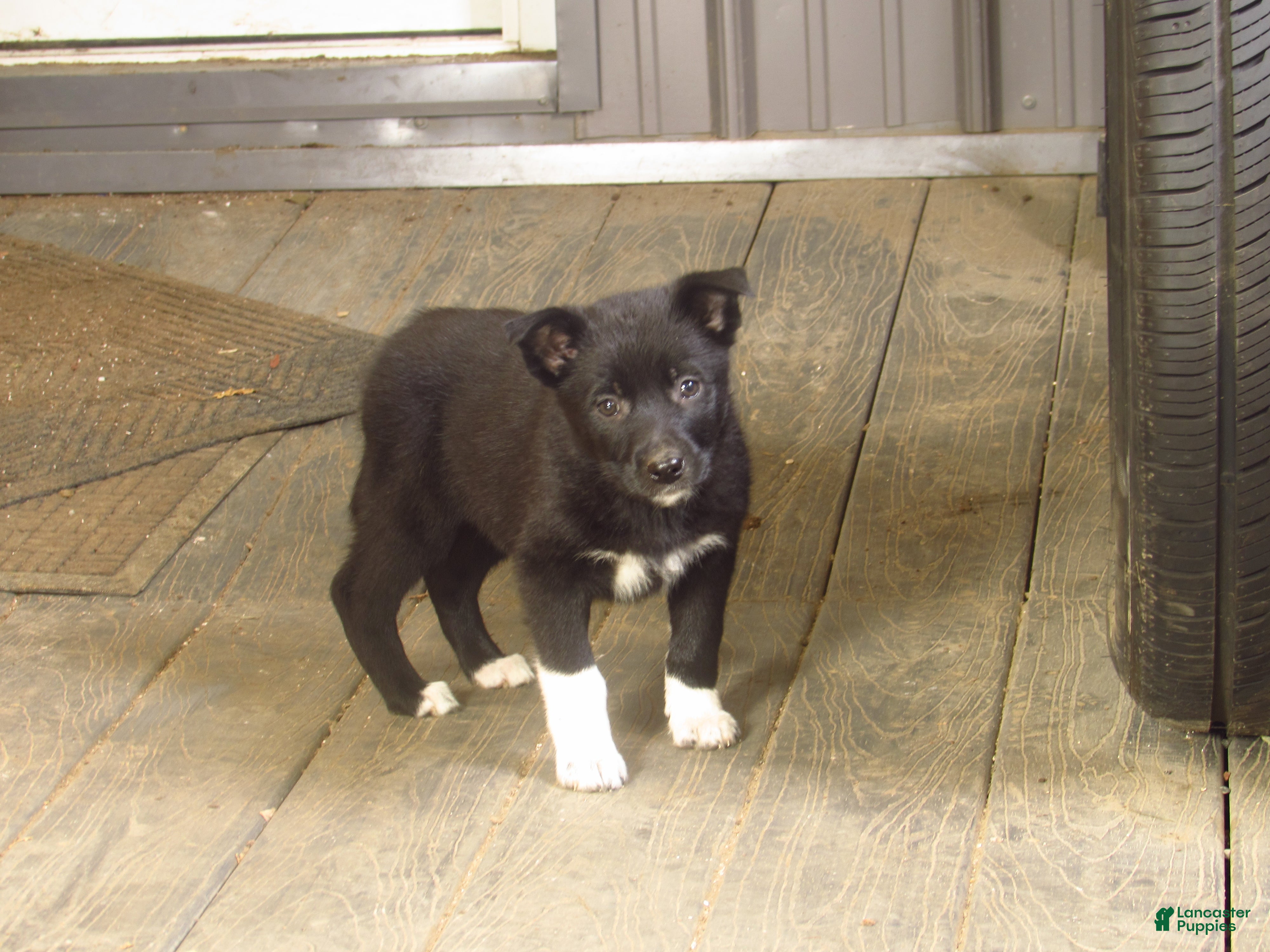 Mixed Breed dogs Kix - Ad 36