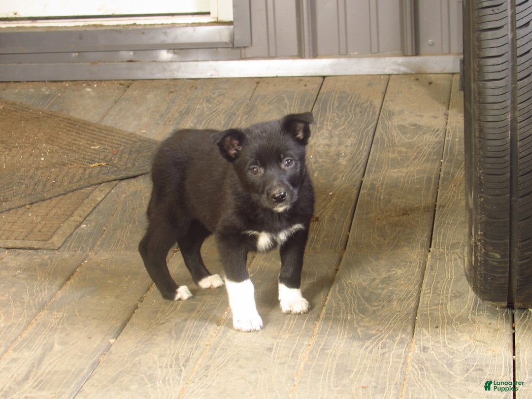 Mixed Breed dogs for sale: Kix - Ad 1