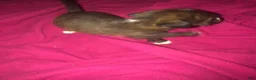 Mixed Breed dogs for sale: Scout (My angel) 🥰 - Ad 3