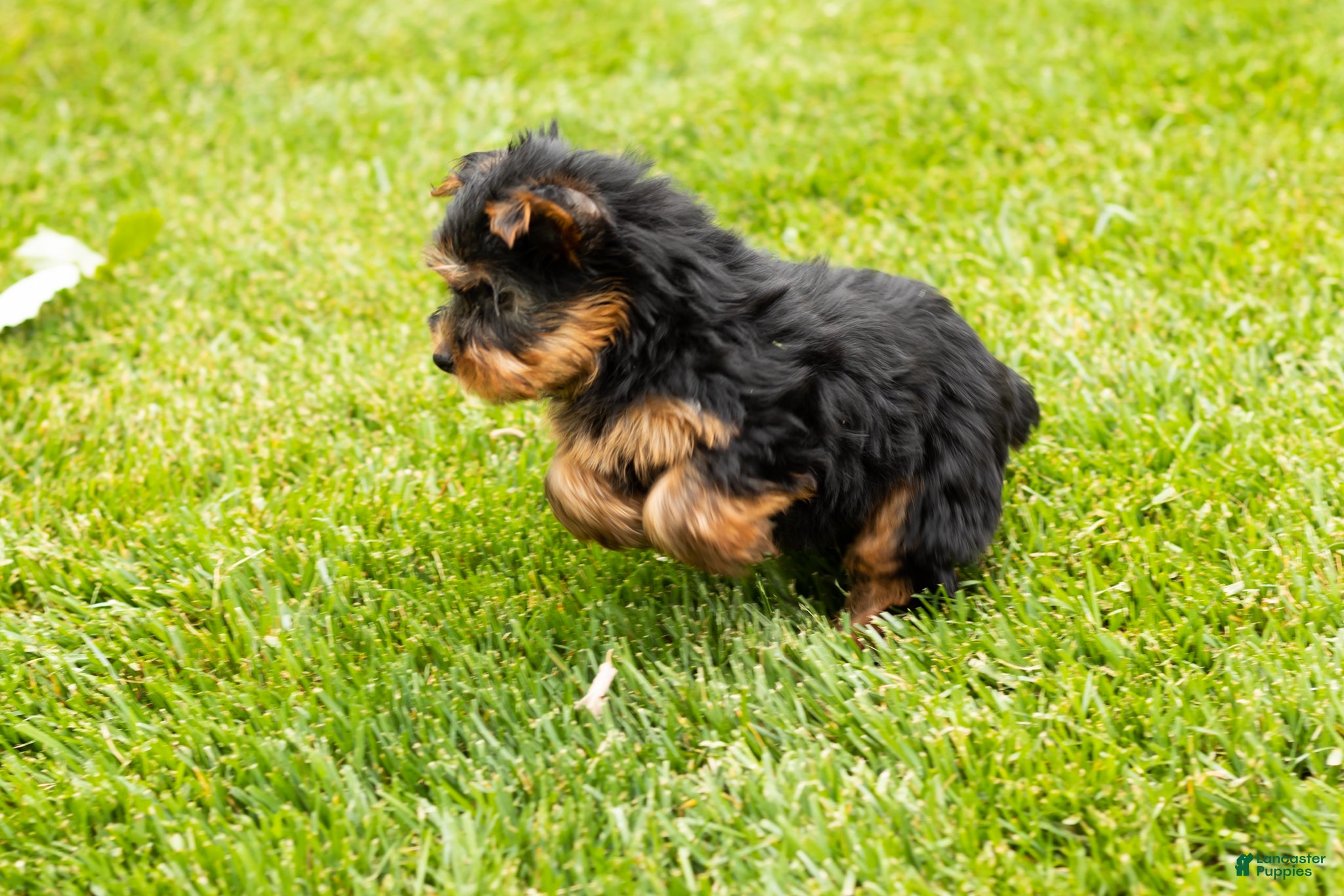 Yorkshire Terrier dogs for sale: Marty  - Ad 11