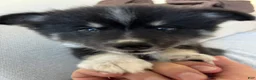 Pomsky dogs for sale: Cookie - Ad 4