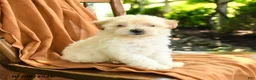 Mixed Breed dogs for sale: Grace - Ad 3