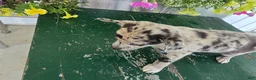 Chihuahua dogs for sale: Botches - Ad 5