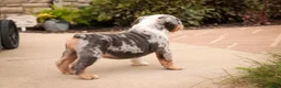 English Bulldog dogs for sale: Sebastian English Bulldog  - Ad 4