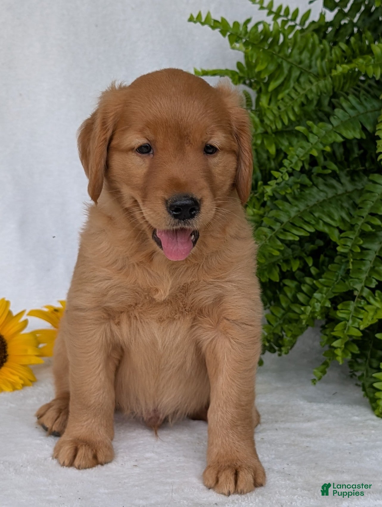 Golden Retriever dogs Dug  - Ad 2