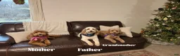 Mini Goldendoodle dogs for sale: Mini Goldendoodle 1 - Ad 4