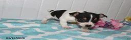 Jack Russell Terrier dogs for sale: Midget - Ad 5