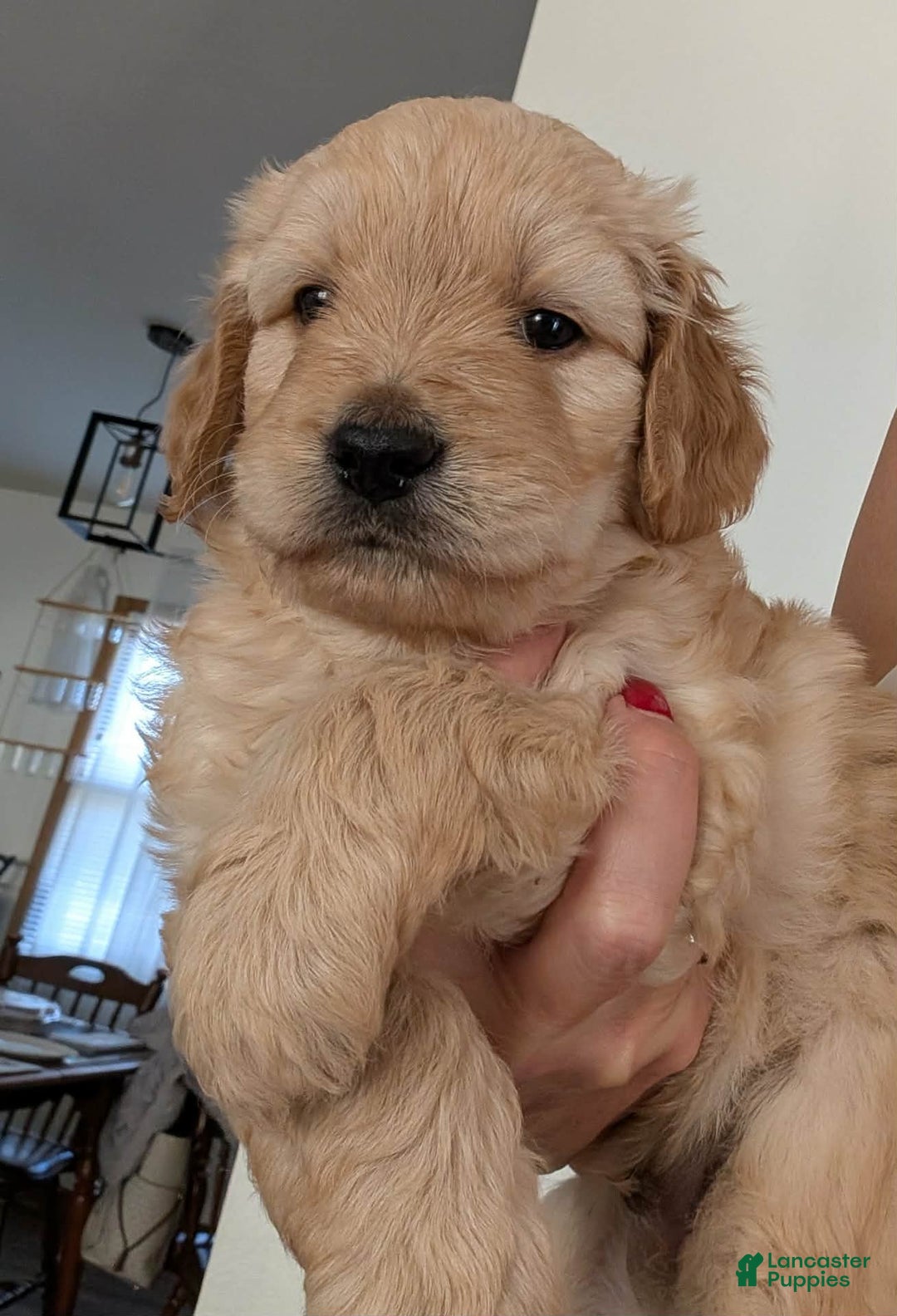 Mixed Breed dogs for sale: Milan Goldendoodle puppy - Ad 1