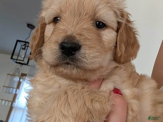 Mixed Breed dogs Milan Goldendoodle puppy - Ad 2