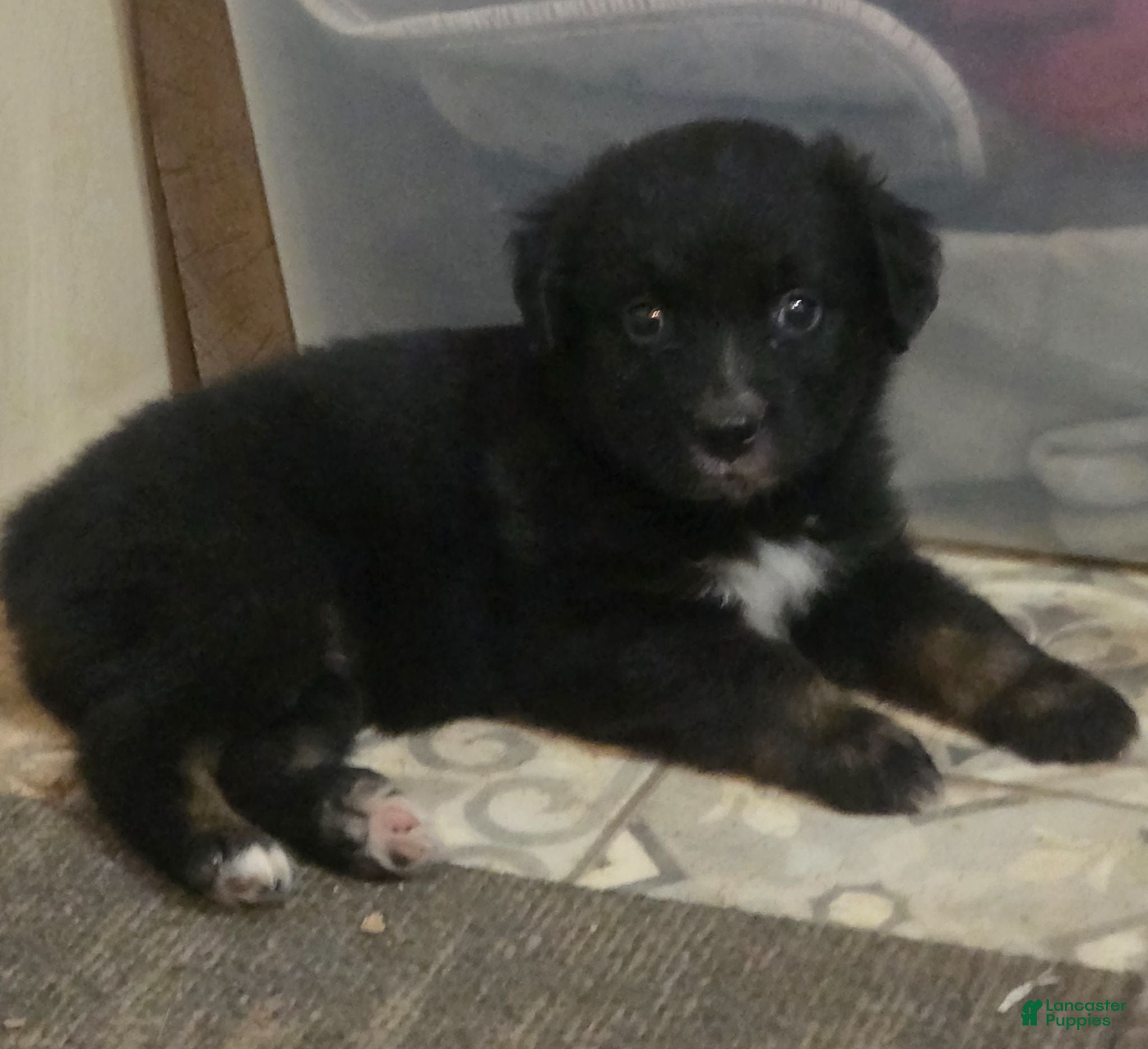 Australian Shepherd dogs Remi - Ad 3