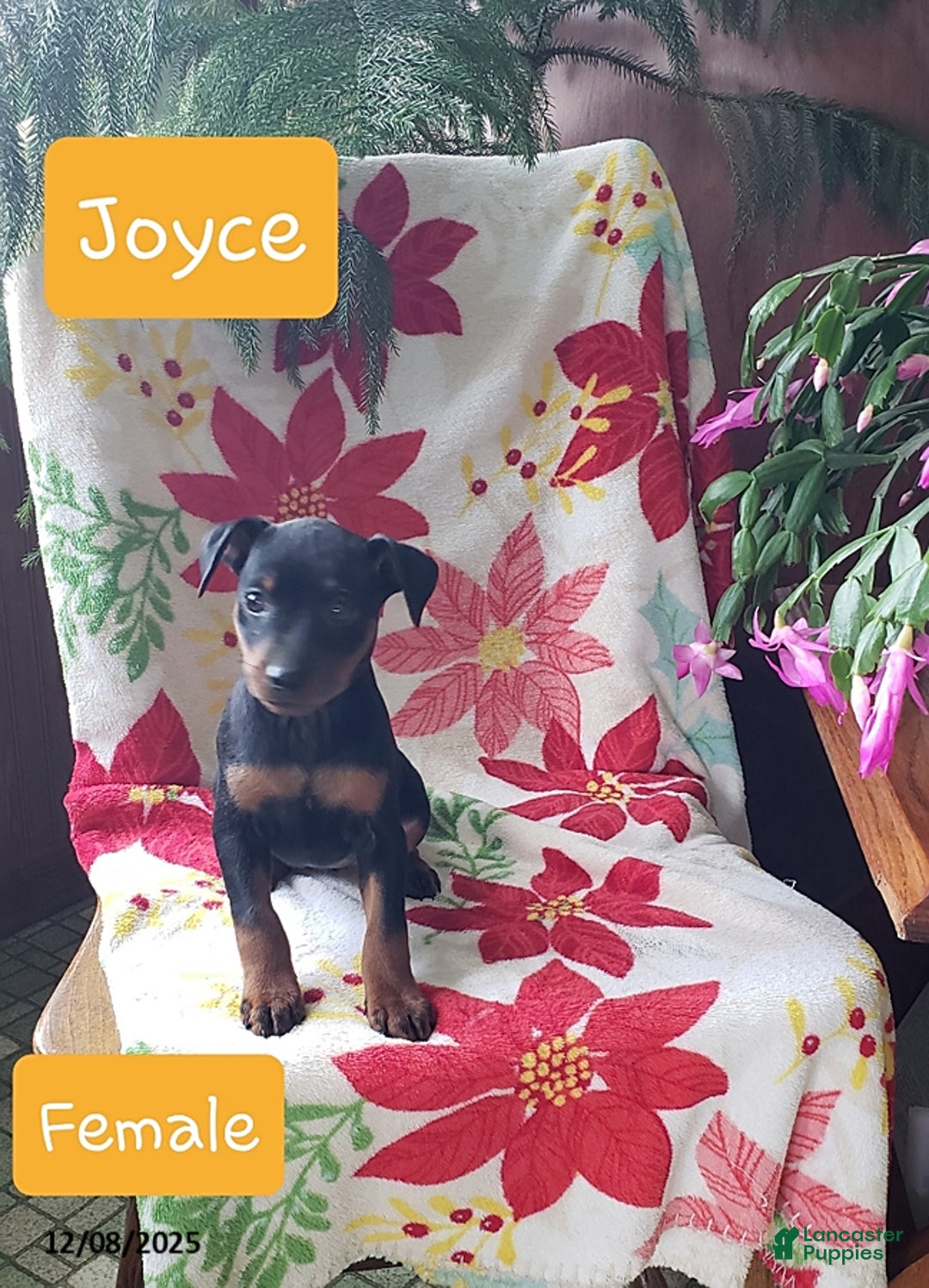 Miniature Pinscher dogs for sale: Joyce - Ad 1