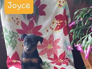 Miniature Pinscher dogs Joyce - Ad 2