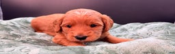 Mini Goldendoodle dogs for sale: Zeus Mini Goldendoodle - Ad 5