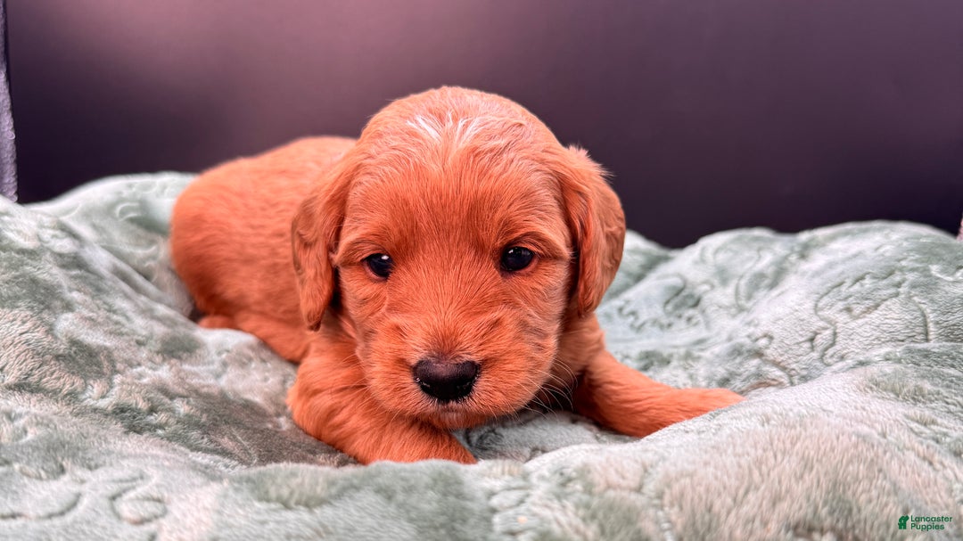 Mini Goldendoodle dogs for sale: Zeus Mini Goldendoodle - Ad 5