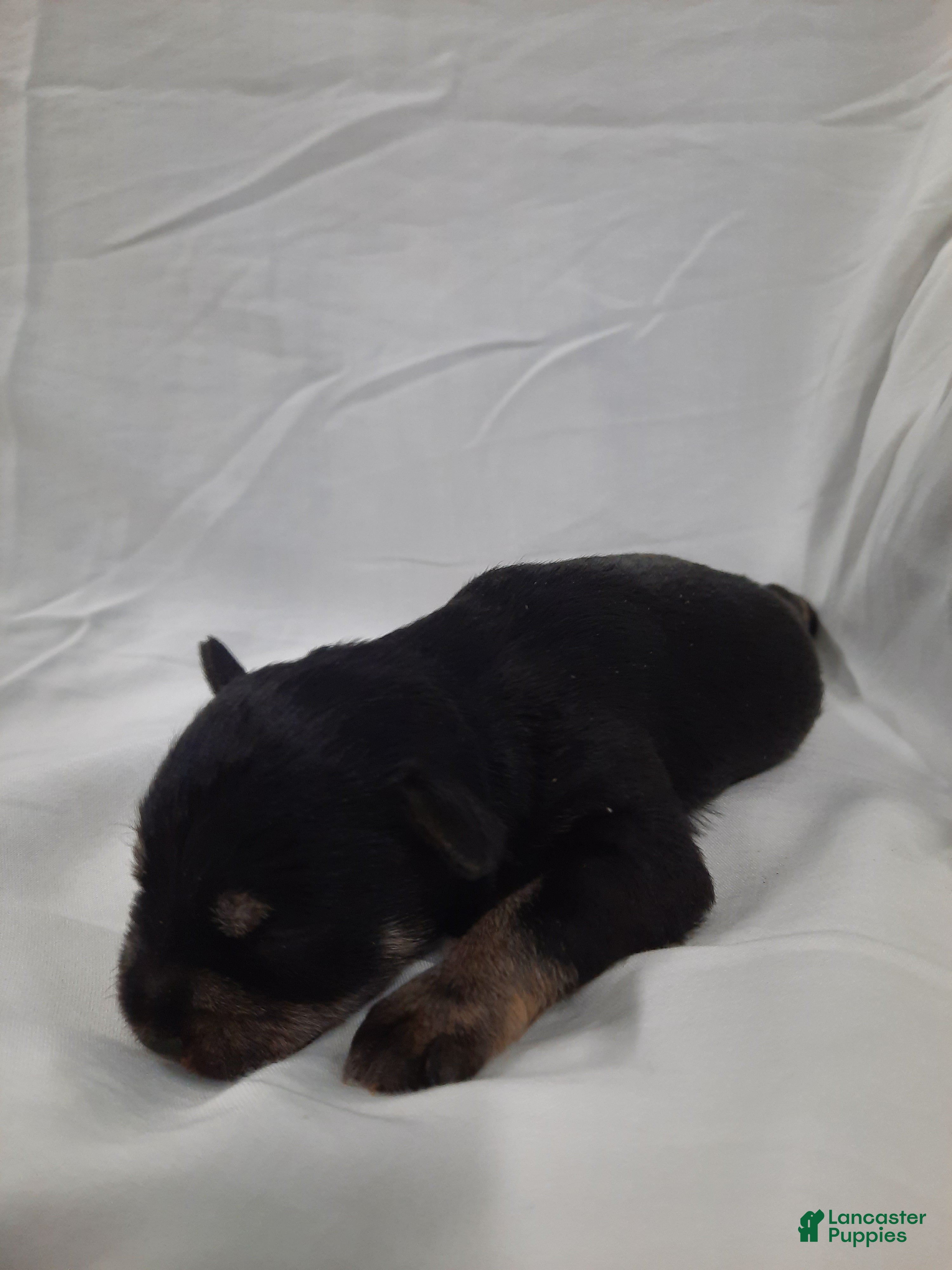 Miniature Schnauzer dogs AKC Sweet Pea - Ad 2
