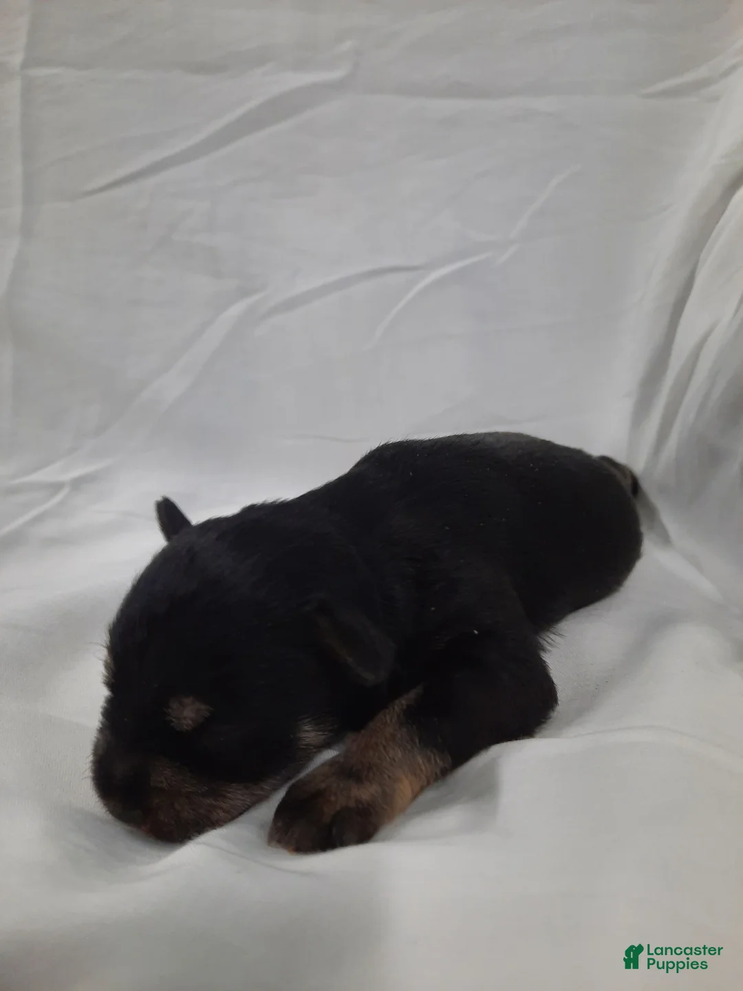 Miniature Schnauzer dogs for sale: AKC Sweet Pea - Ad 2