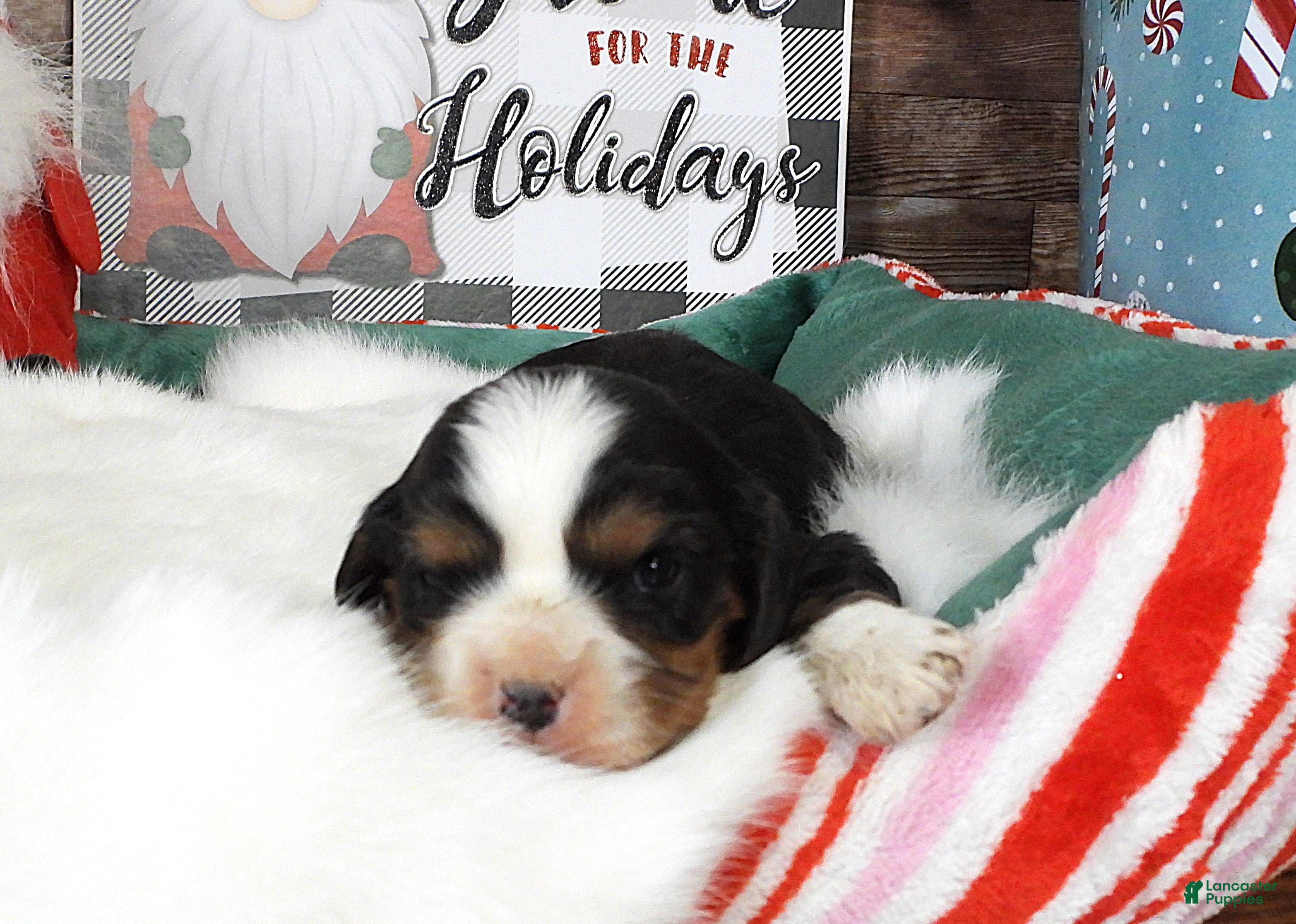 Cavalier King Charles Spaniel dogs #3 Male (Tiny's) - Ad 34