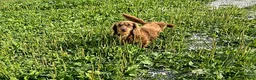 Dachshund dogs for sale: Asher - Ad 4
