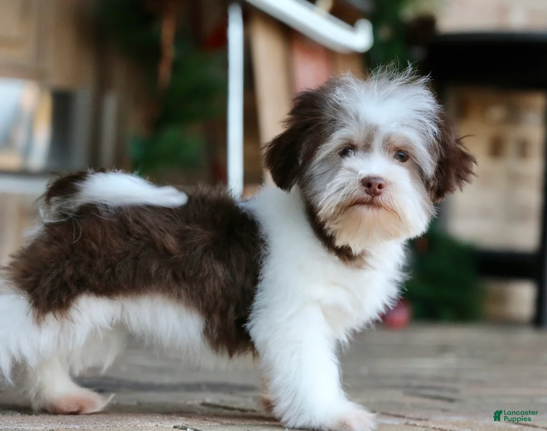 Havanese dogs for sale: Hope - Ad 2
