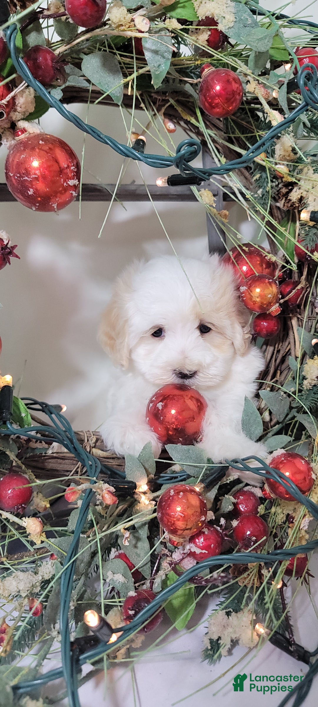 Maltipoo dogs for sale: Mason - Ad 2