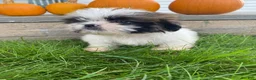 Shih Tzu dogs for sale: Oliver - Ad 8