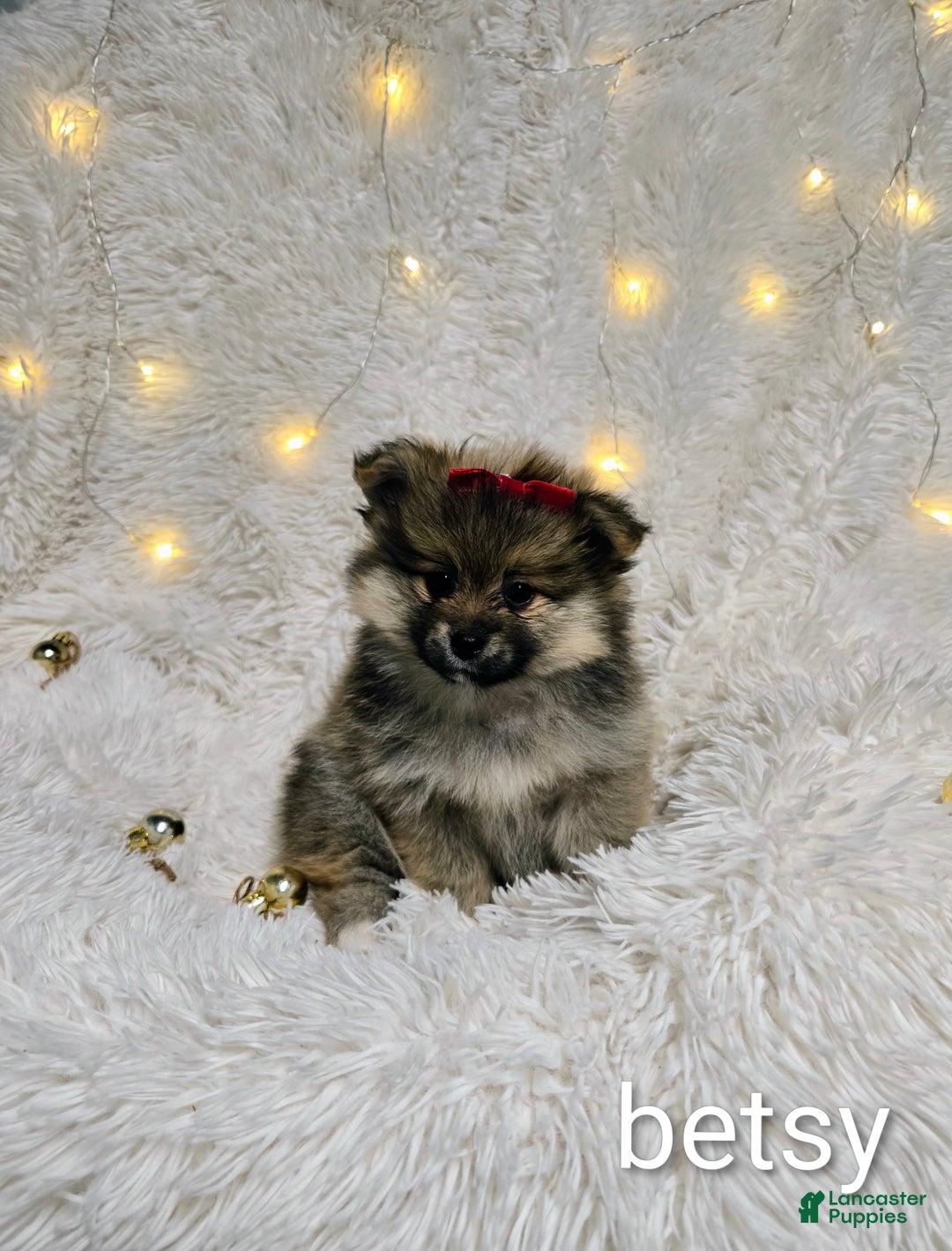 Pomeranian dogs for sale: Betsy - Ad 4