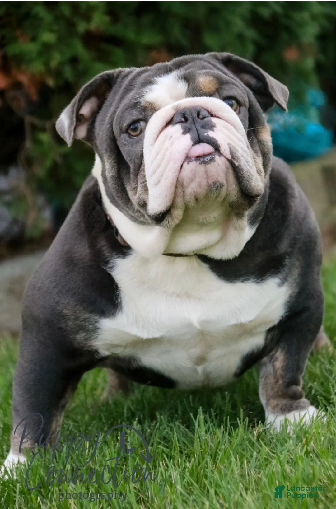 Mixed Breed dogs for sale: Rocky - Ad 6