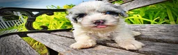 Havapoo dogs for sale: Sugar - Ad 4