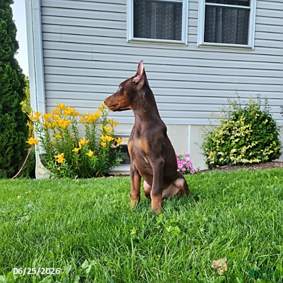 Doberman Pinscher dogs for sale: Graham - Ad 7