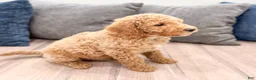 Miniature Labradoodle dogs for sale: Kota - Ad 3