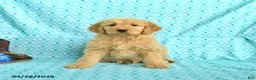 Goldendoodle dogs for sale: Mitzy - Ad 4