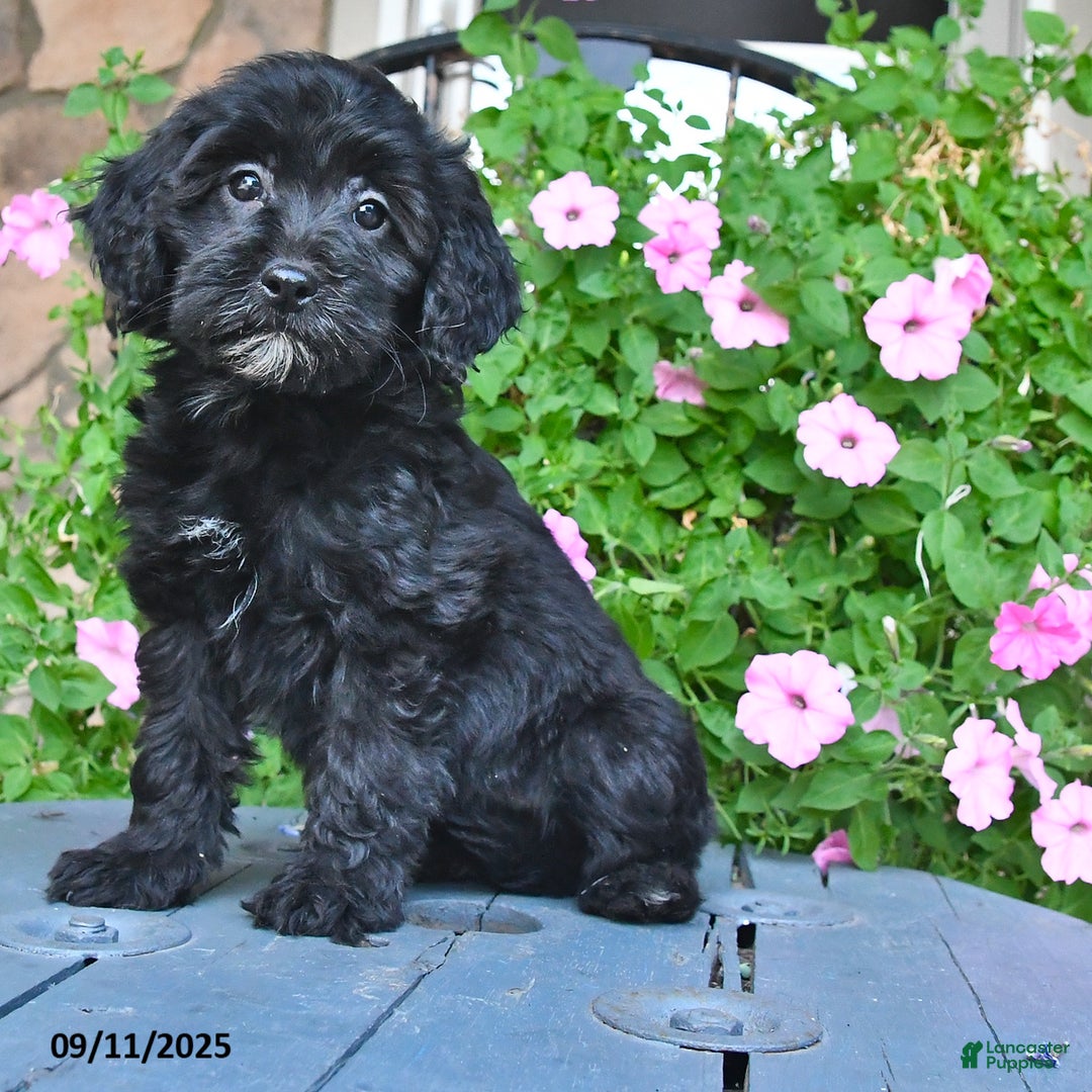 Mixed Breed dogs for sale: Patsy - Ad 2