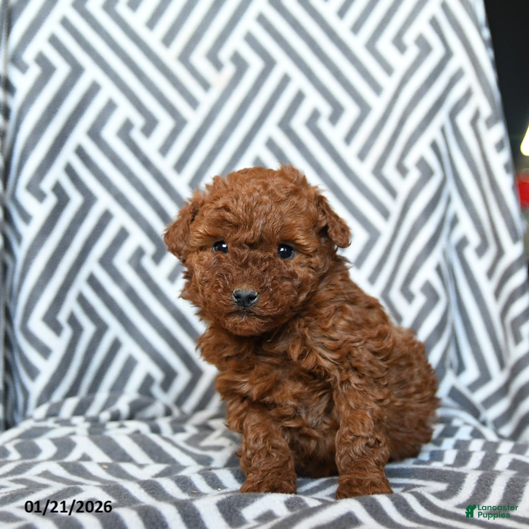 Mini Goldendoodle dogs for sale: Rolo - Ad 3