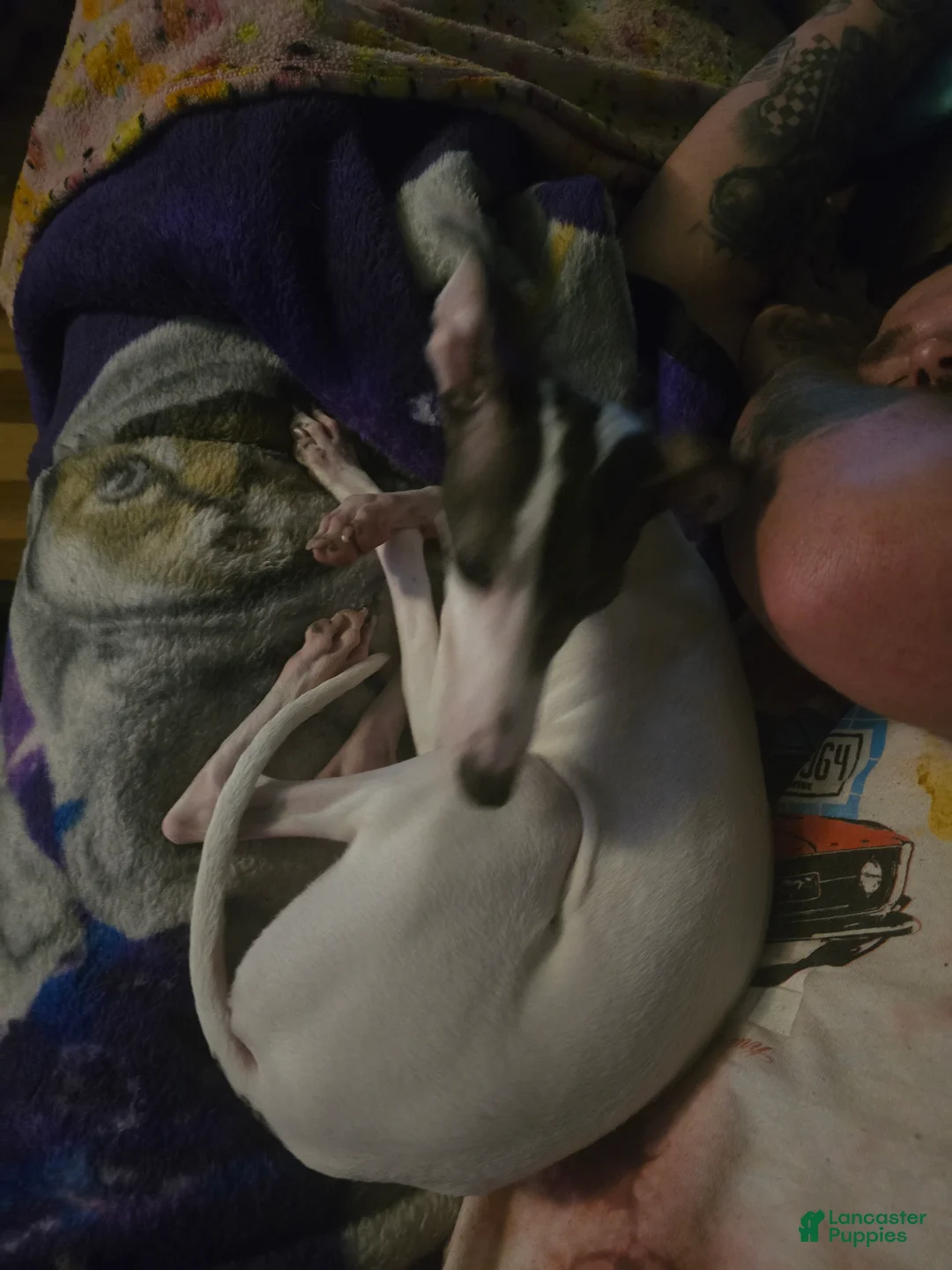 Italian Greyhound dogs for sale: Italian Greyhound Puppy 1 - Ad 5