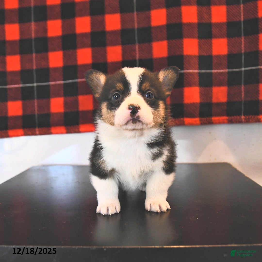 Welsh Corgi Pembroke dogs for sale: Gavin  - Ad 1