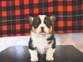 Welsh Corgi Pembroke dogs Gavin - Ad 28